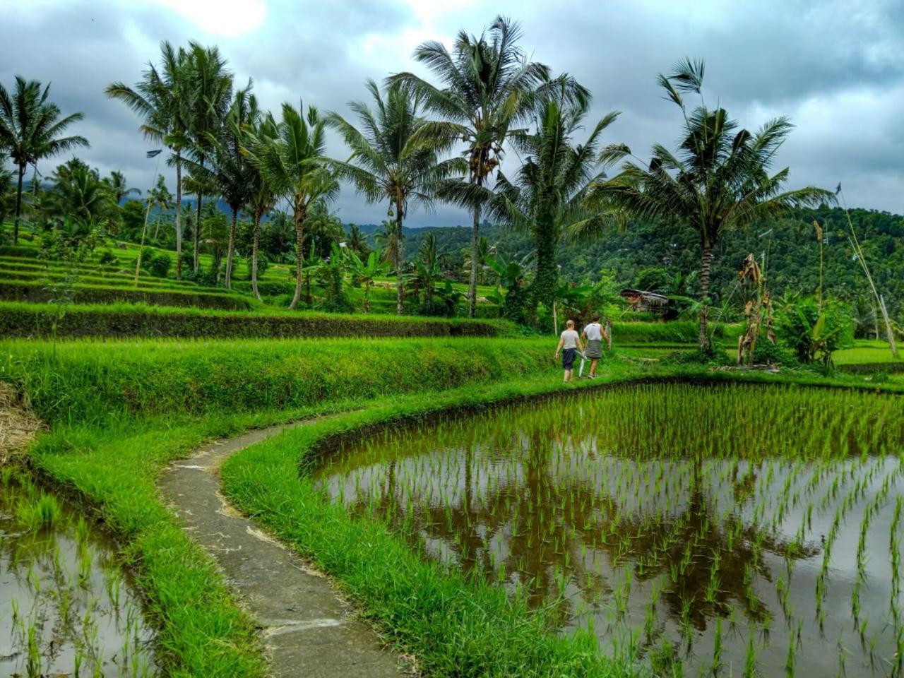 Puri Pilihani Hostel Munduk  Ngoại thất bức ảnh